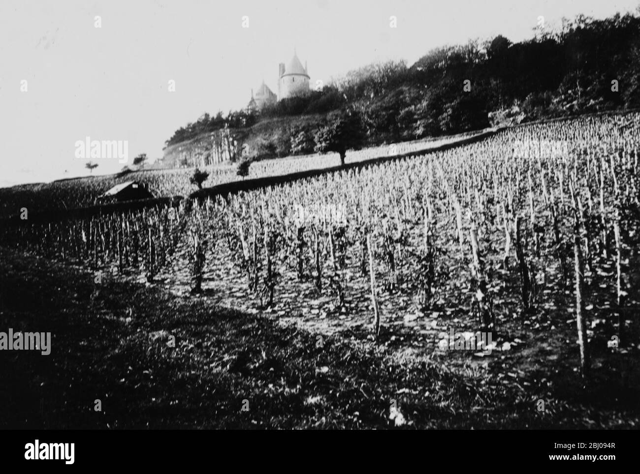 Wine growing at Lord Bute's vineyards at Glamorgan, Wales. Stock Photo
