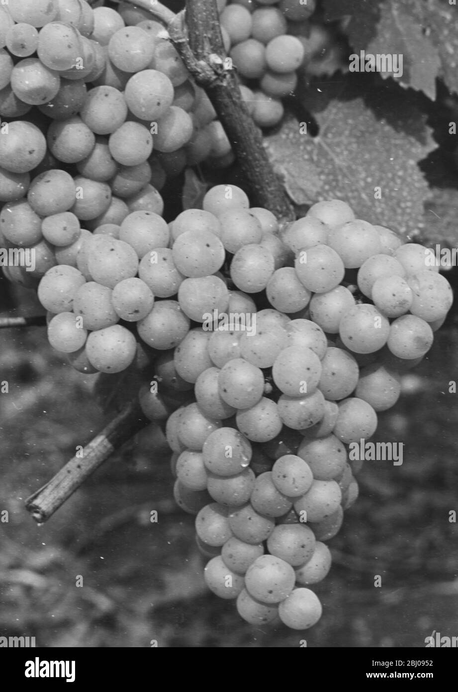 Madeleine Sylvaner wine grape variety. - Felstar - Crick's Green Vineyard. - J.G.Barrett. Stock Photo