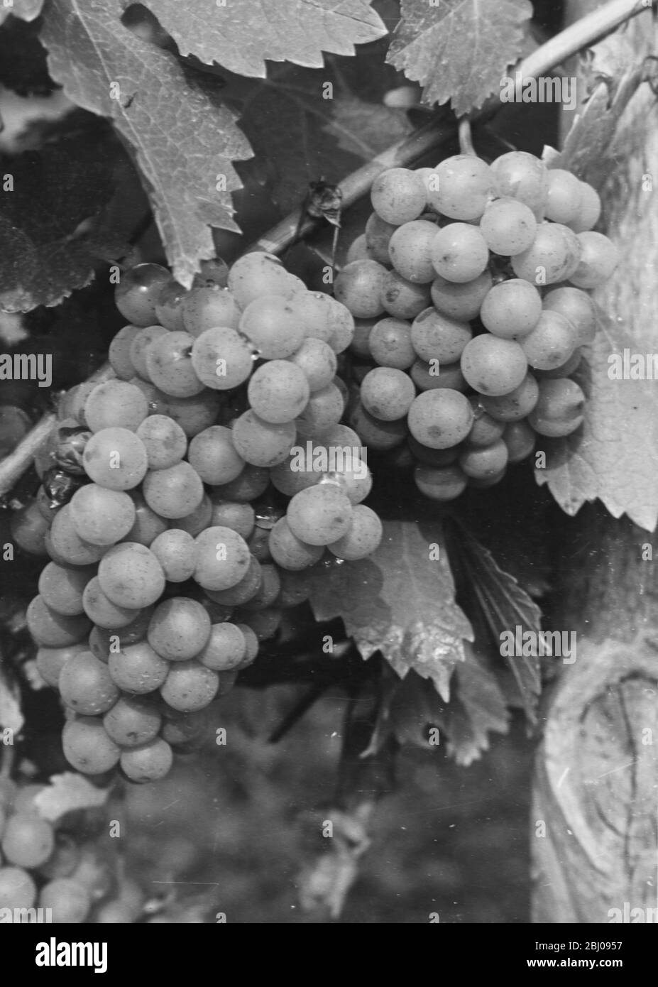 Madeleine Sylvaner wine grape variety. - Felstar - Crick's Green Vineyard. - J.G.Barrett. Stock Photo