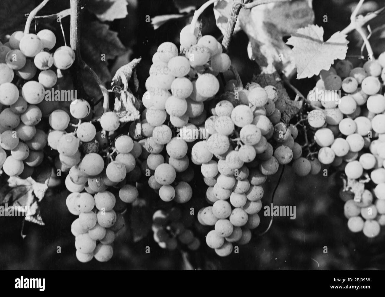Reichensteiner white wine grape variety. - Felstar - Crick's Green Vineyard. - J.G.Barrett. Stock Photo