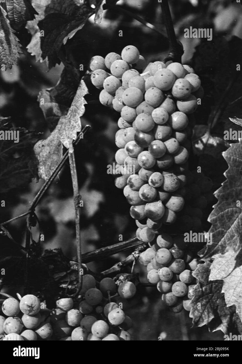 Muller Thurgau wine grape variety. - Felstar - Crick's Green Vineyard. - J.G.Barrett. Stock Photo