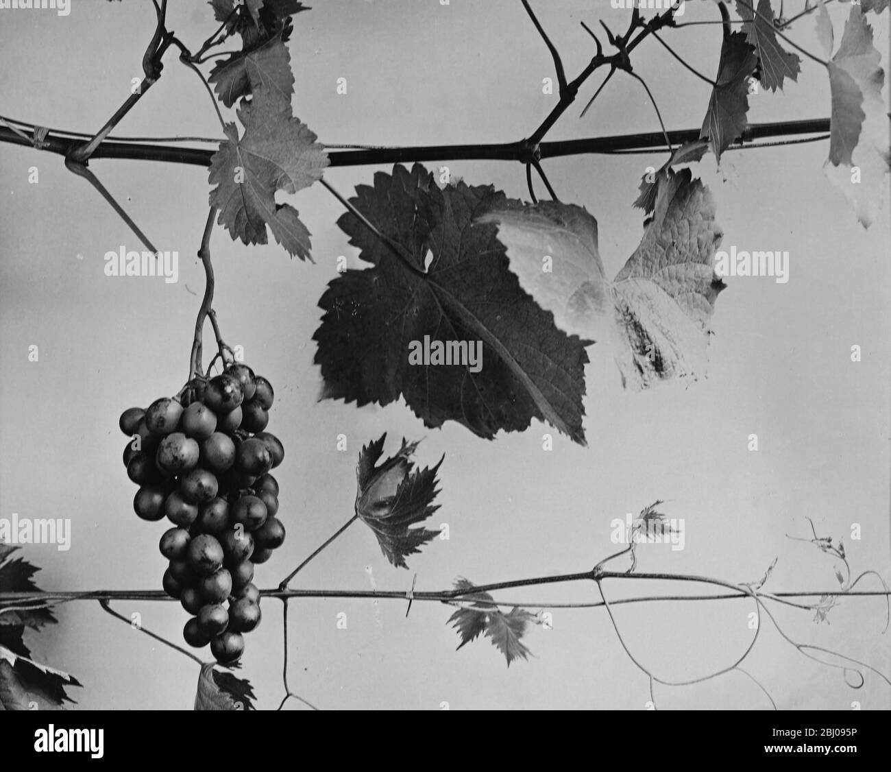 Black cluster grapes on a vine. Stock Photo