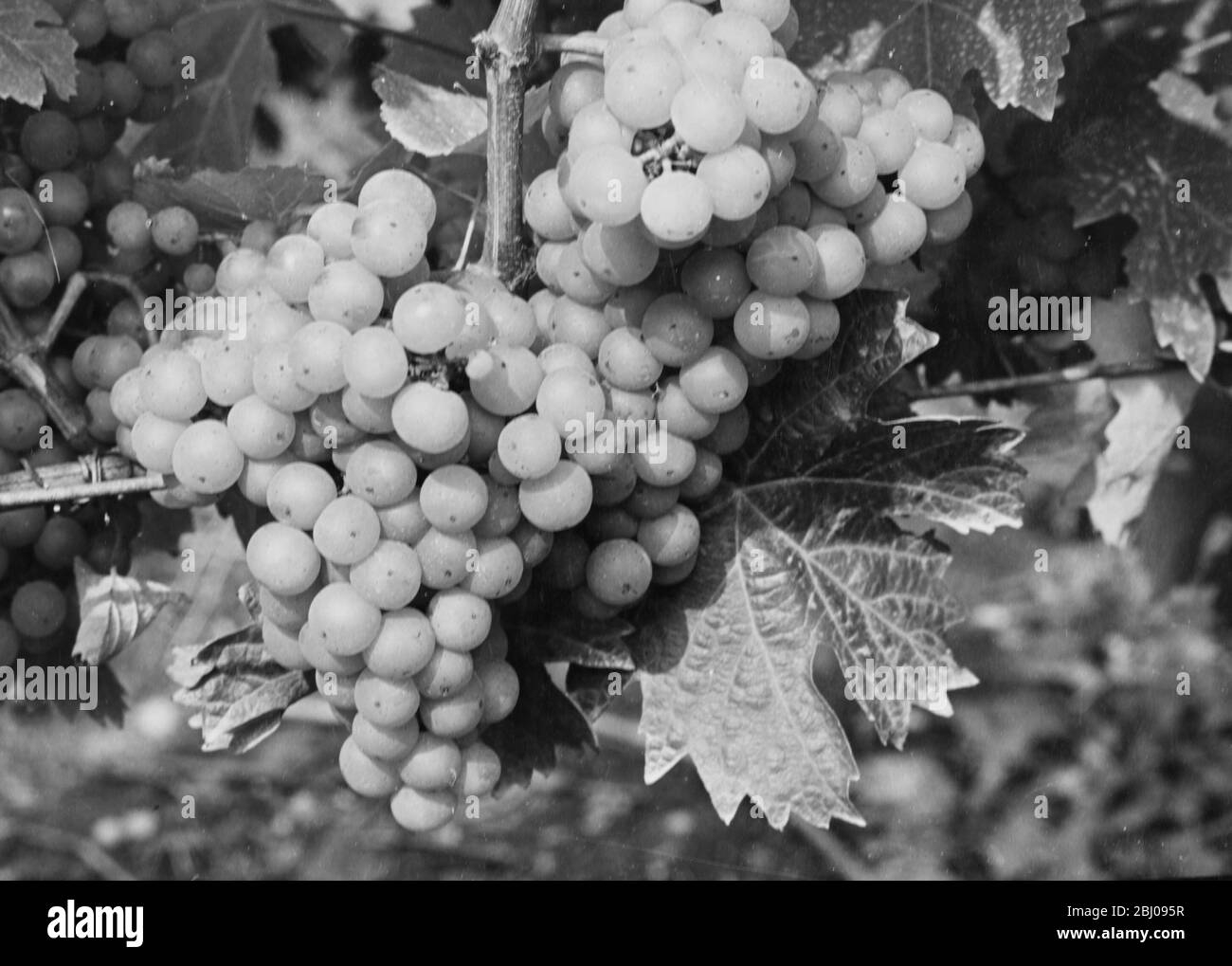 Madeleine Angevine white wine grape variety. - Felstar - Crick's Green Vineyard. - J.G.Barrett. Stock Photo