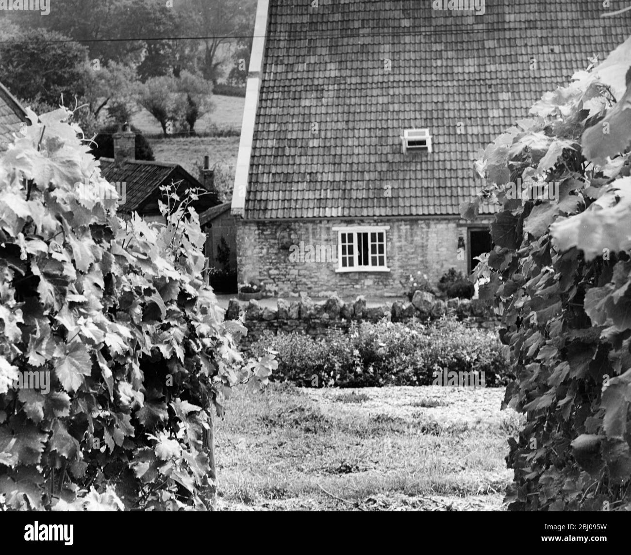 Wooton Vines - A general view of the vineyard and farm - Wootton Vineyard, Northtown, North Wootton, Shepton Mallet. Stock Photo