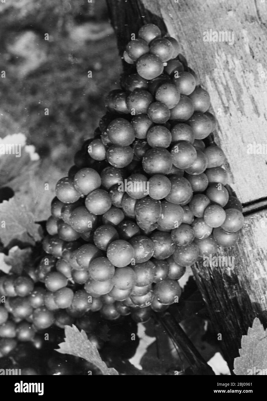Siegerrebe white wine grape variety. - Felstar - Crick's Green Vineyard. - J.G.Barrett. Stock Photo