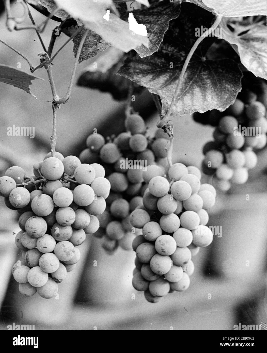 Vitis vinifera, a common grape vine, native to the Mediterranean region, central Europe, and southwestern Asia, from Morocco and Portugal north to southern Germany and east to northern Iran. Stock Photo