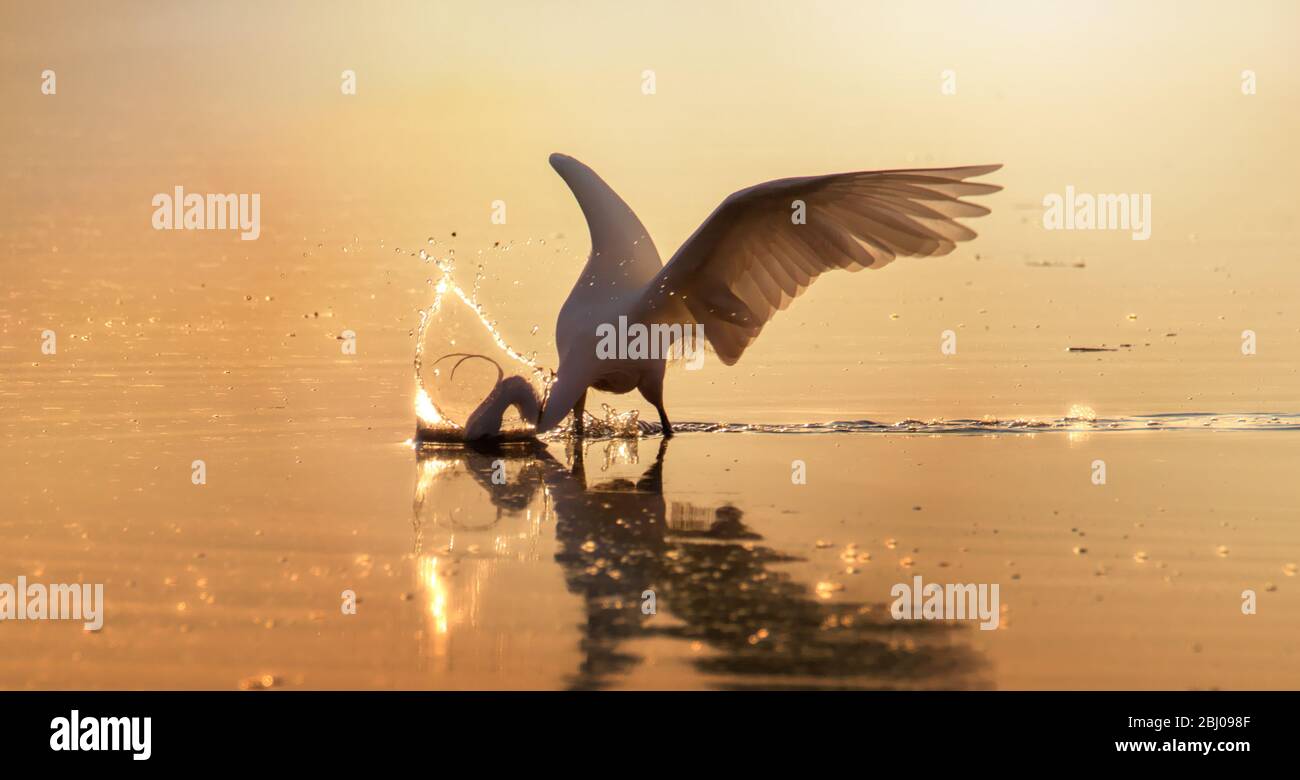 Backlit Little Egret, Egretta garzetta, Fishing At Sunset With Its Head In The Water Creating A Splash Highlighted Golden By The Setting Sun. Stock Photo