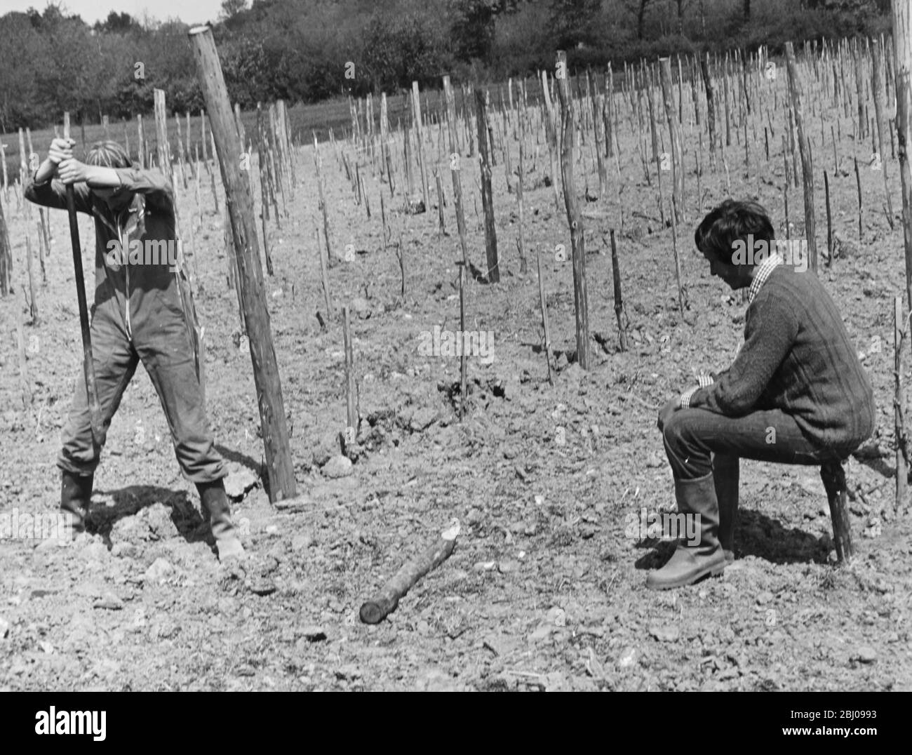 Workers using a crowbar to make holes for stakes at Hambledon Vinyard. Stock Photo