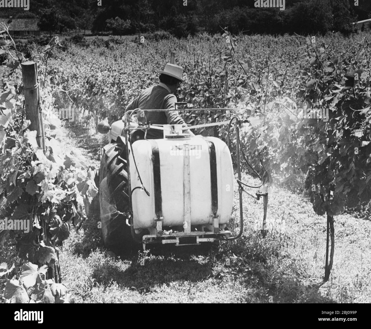 Picture Shows: Man on tractor in the Vineyard. Wooton Vines. Stock Photo