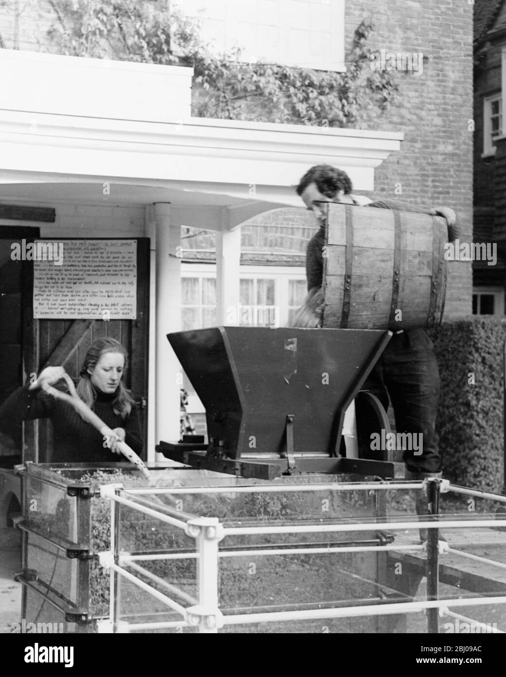 Picture shows: Hambledon Vineyard: Crushing the grapes prior to pressing. Stock Photo
