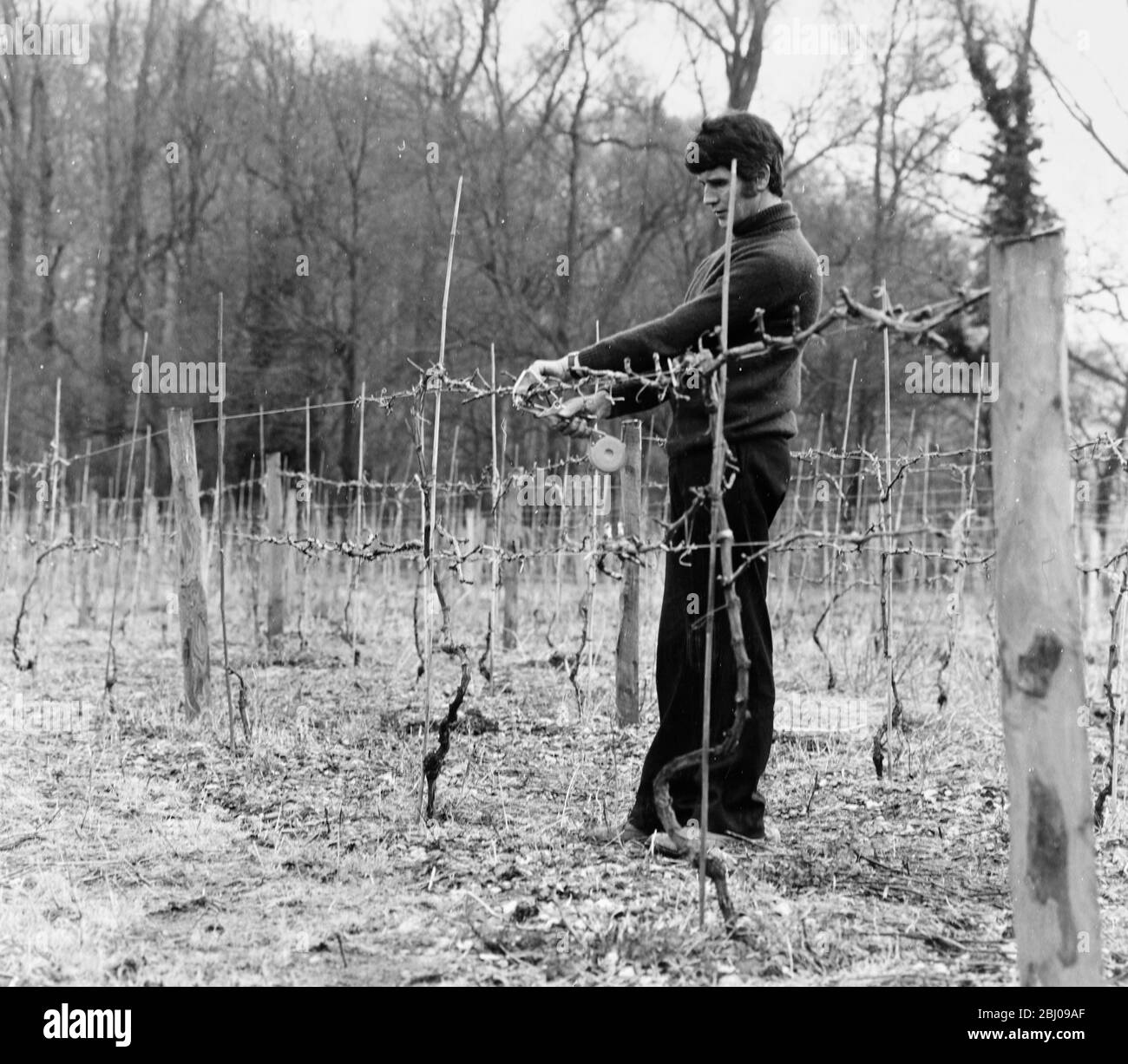 Pruning and Training Vines - Bob Hollister tying up Reichensteiner vines with the Max Tapener Gun which speeds up the work. The 3/4 acre plot was planted in 1972. An acre of wines should produce 3 tons of grapes to make 1000 battles of wine. Stock Photo