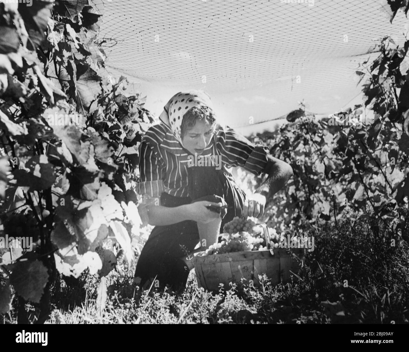 Picture shows: Under the spreading anti-balckbird netting, Deirdre Handcock gathers the lush grapes in. Luckily for Sir Guy, the harvest reached full ripeness on a Saturday, when he was free from his duties as Marshall of the Diplomatic Corps. Stock Photo