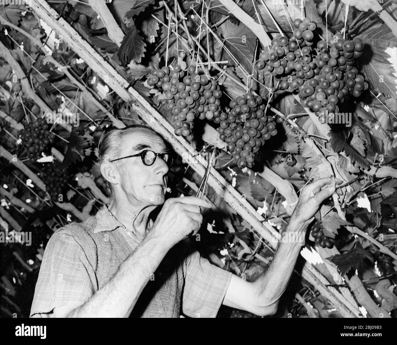Picture shows: Mr Tizzard who is Keeper of the Vine snips the ends of the string wih which he has secured three of the largest bunches of grapes in the glasshouse at Hampton Court. Some of the bunches are so weighty that additional support is needed to keep them from sagging and breaking away from the vine. Stock Photo