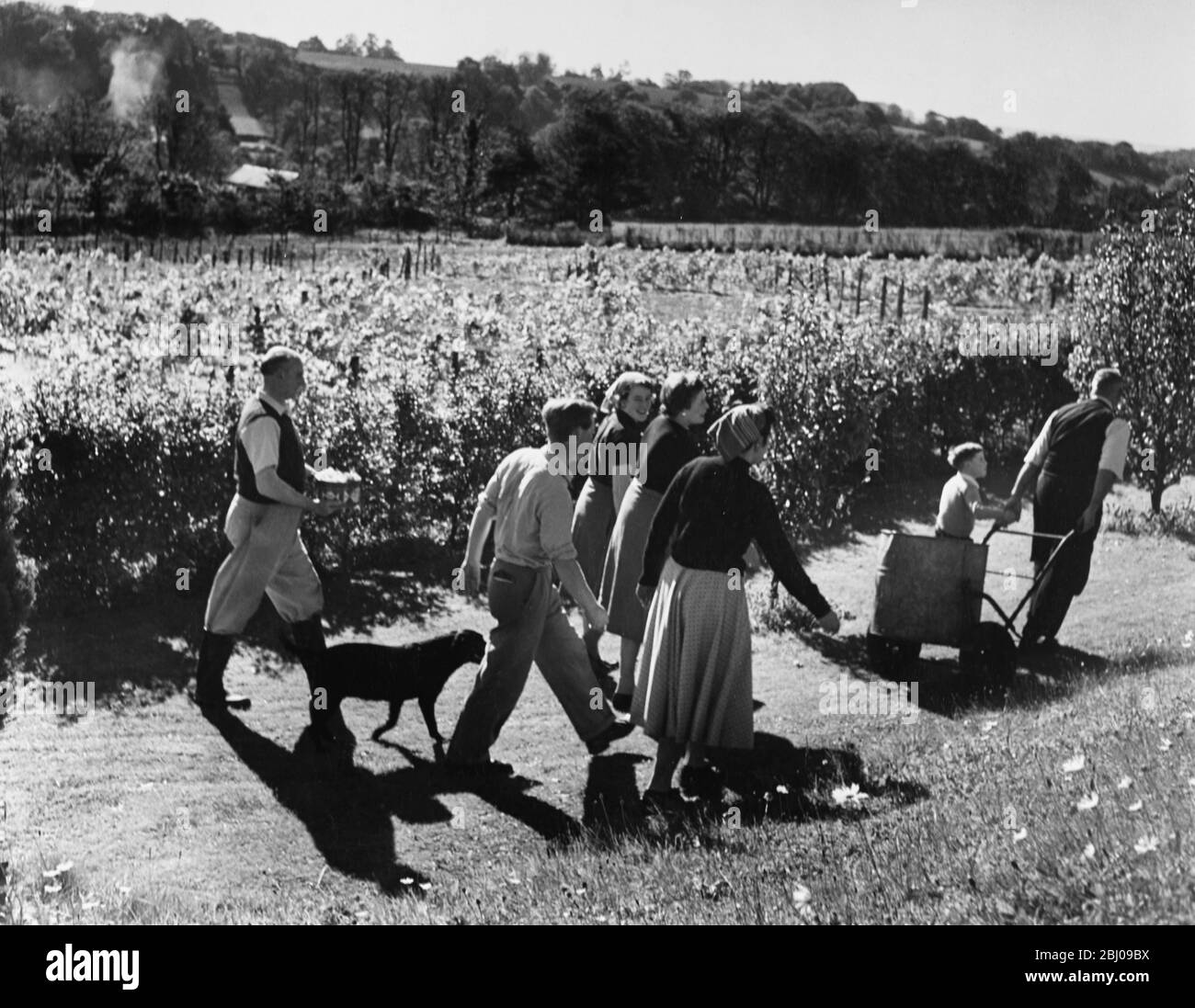 No Caption. - Picture shows: Men women and children walking through the vineyard with their dog and a barrel. Stock Photo