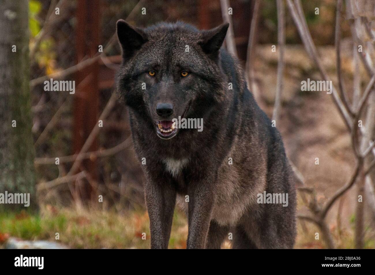 A timber wolf roams through the bushes Stock Photo