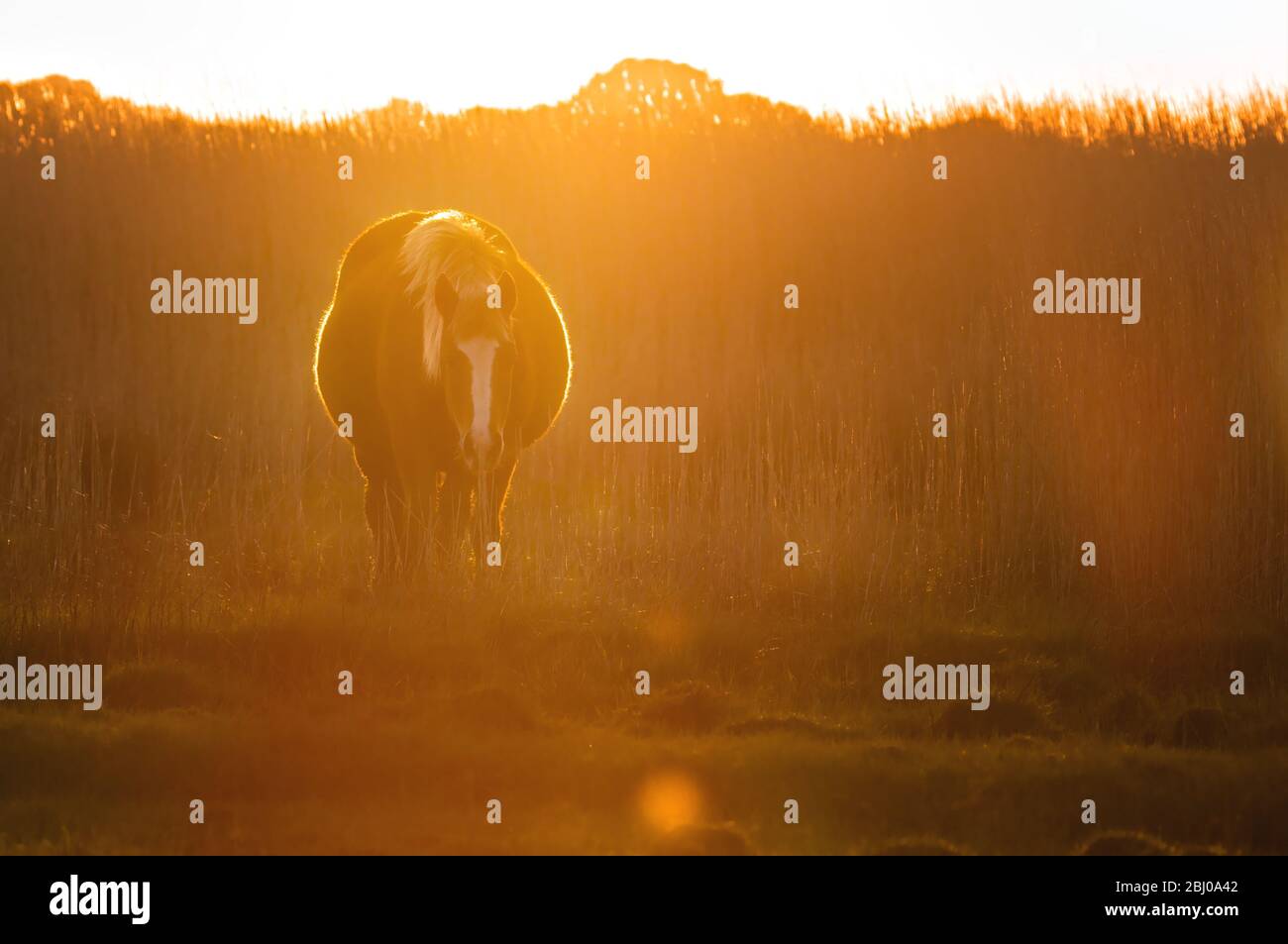 Backlit New Forest Pony Bathed In Golden Light Walking Towards The Camera At Sunrise On A Salt Marsh With Reeds Beds In The Background. Stock Photo
