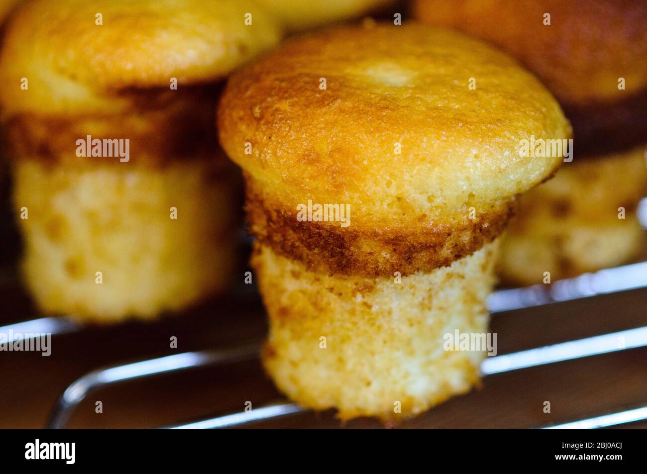 Little gluten free fairy cakes cooked in tall cake tin. Recipe available with photo purchase Stock Photo