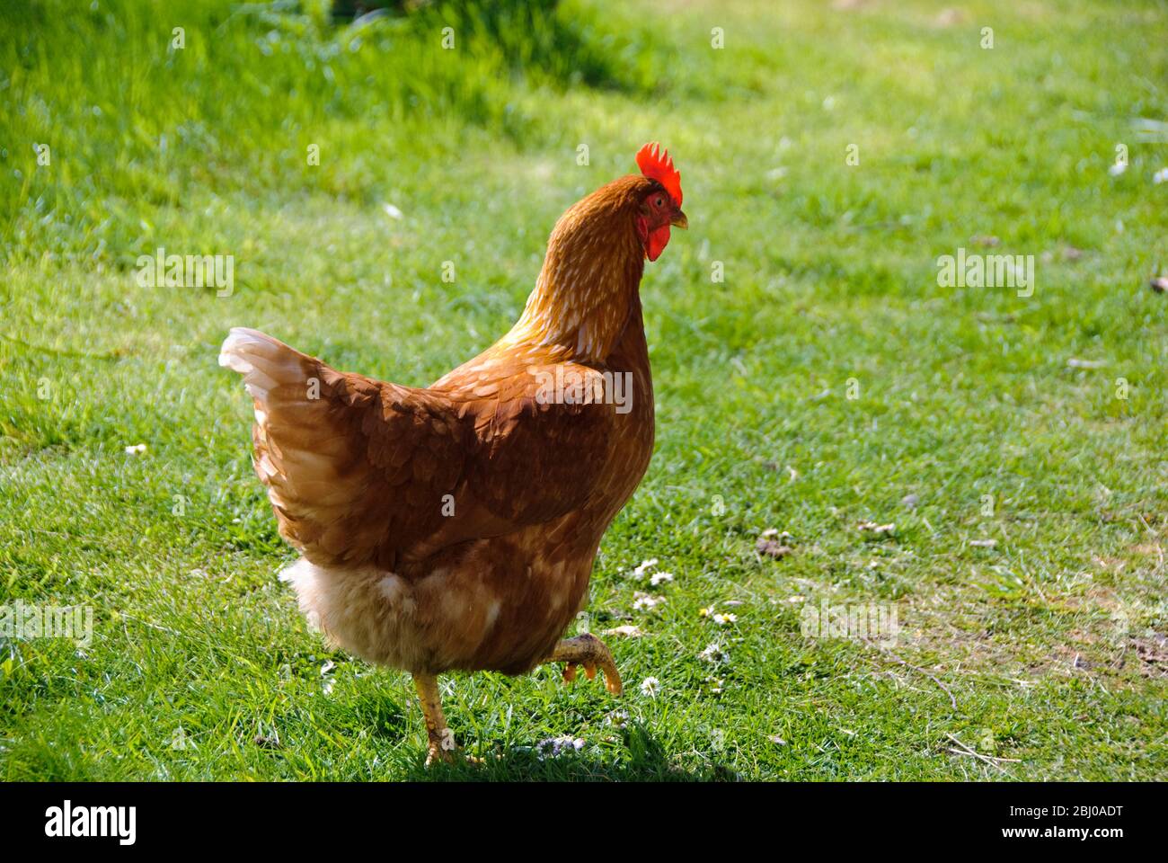 Really free-range hens roaming on stoat and fox free island off Scottish coast. - Stock Photo