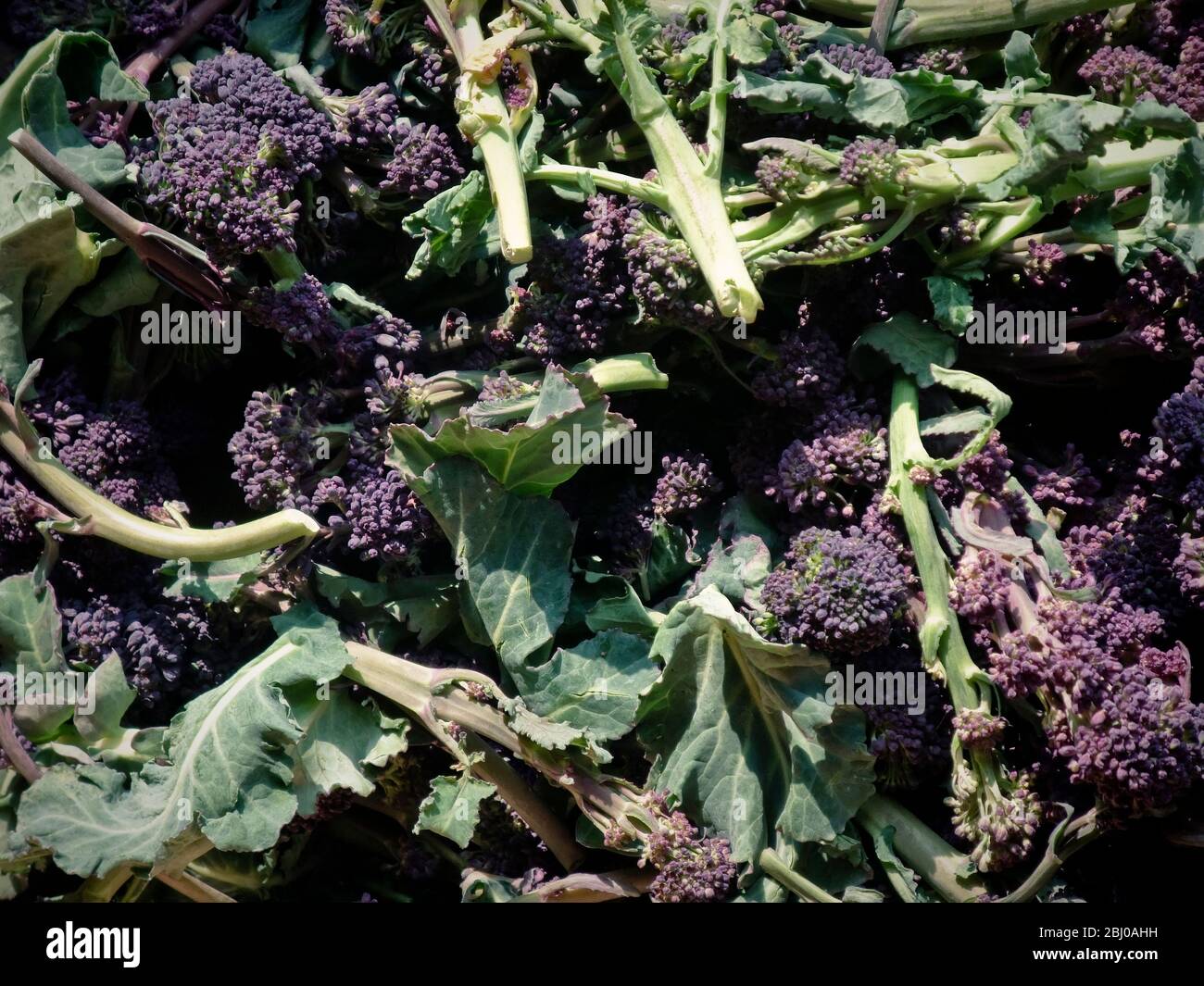 Fresh purple sprouting broccolli for sale outside greengrocer shop in spring sunshine - Stock Photo