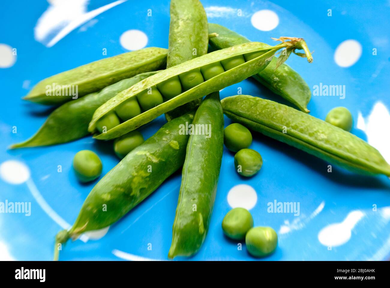 Fresh garden peas in their pods on blue spotted plate - Stock Photo