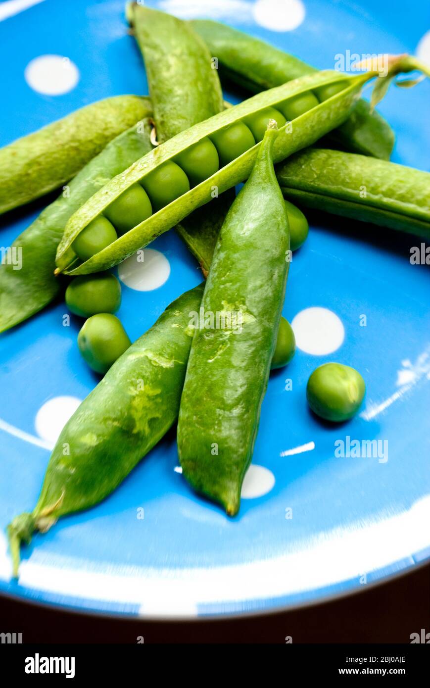Fresh garden peas in their pods on blue spotted plate - Stock Photo