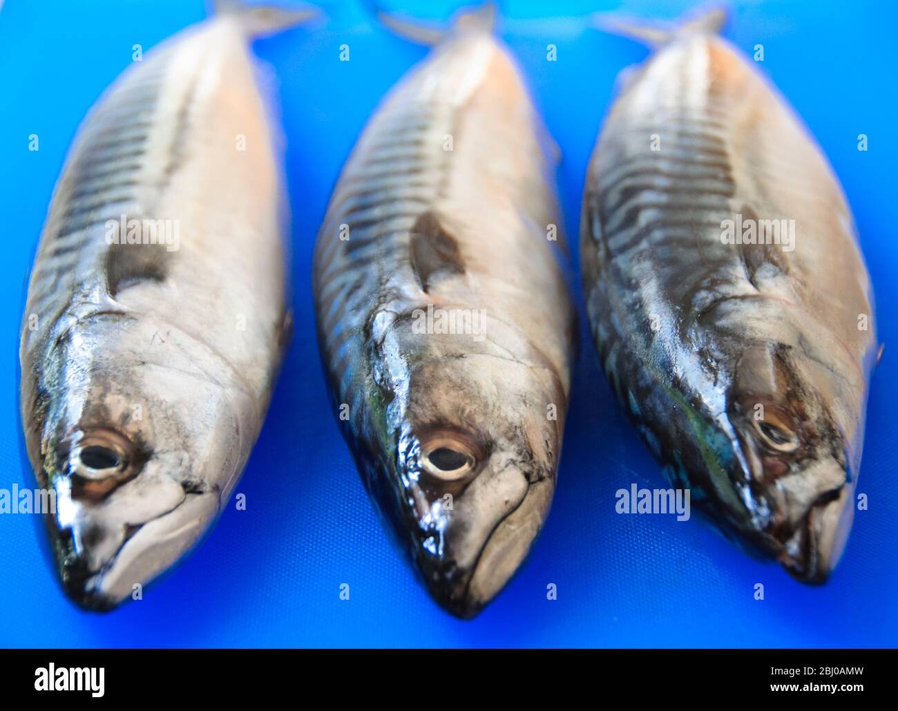 Three fresh whole mackerel on blue fish chopping board - Stock Photo