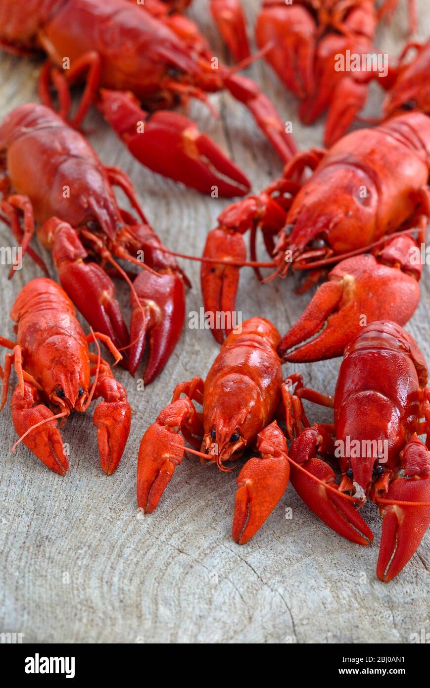 Fresh boiled red crayfish on wooden board - Stock Photo
