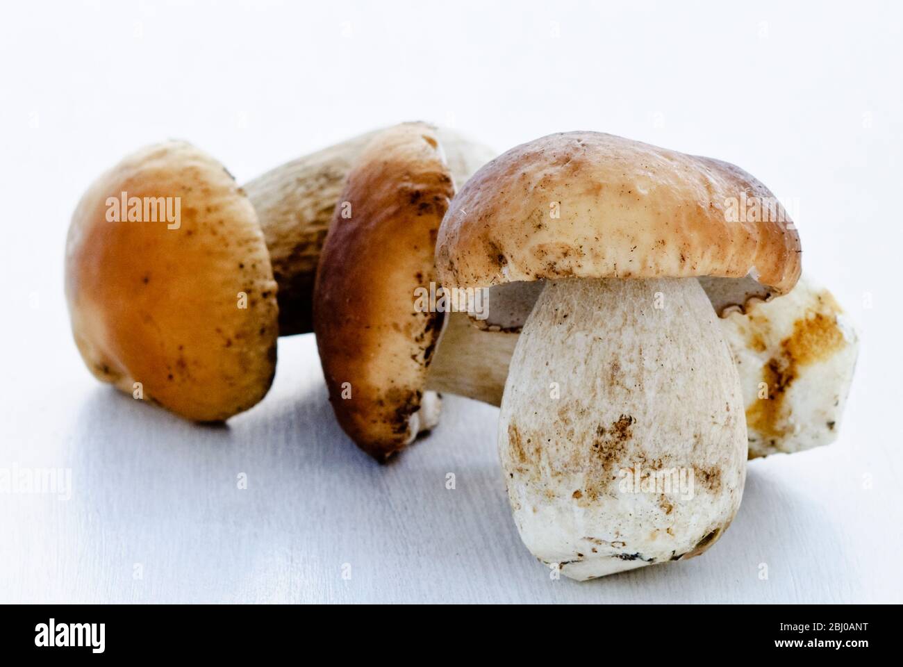 Fresh young porcini (Penny Bun) mushrooms on white background - Stock Photo
