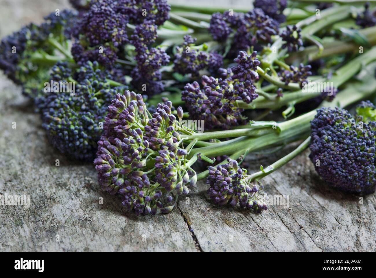 Fresh, raw, purple sprouting broccolli - Stock Photo