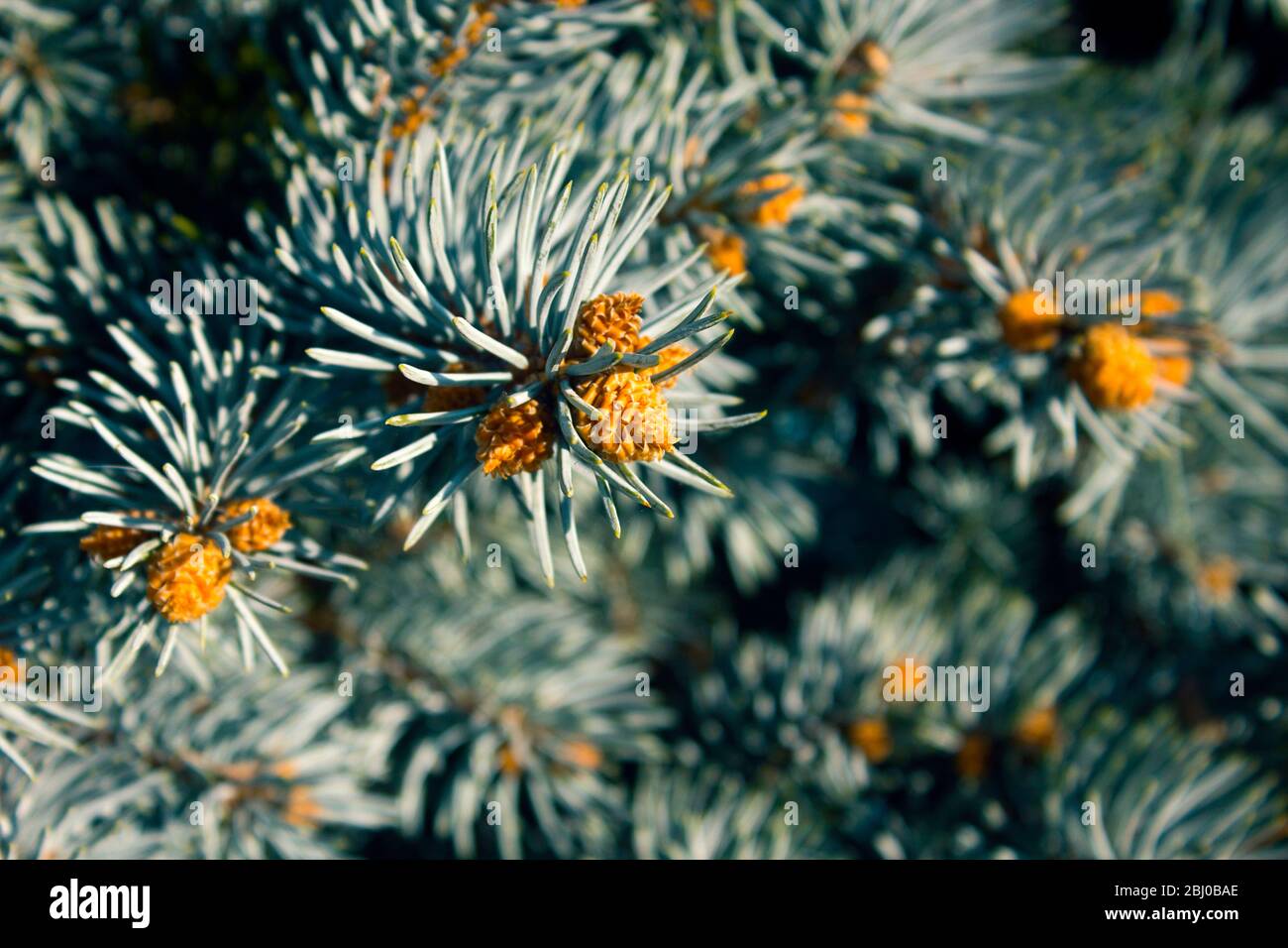 Background image with detail of colorado blue spruce needles and candles. Stock Photo