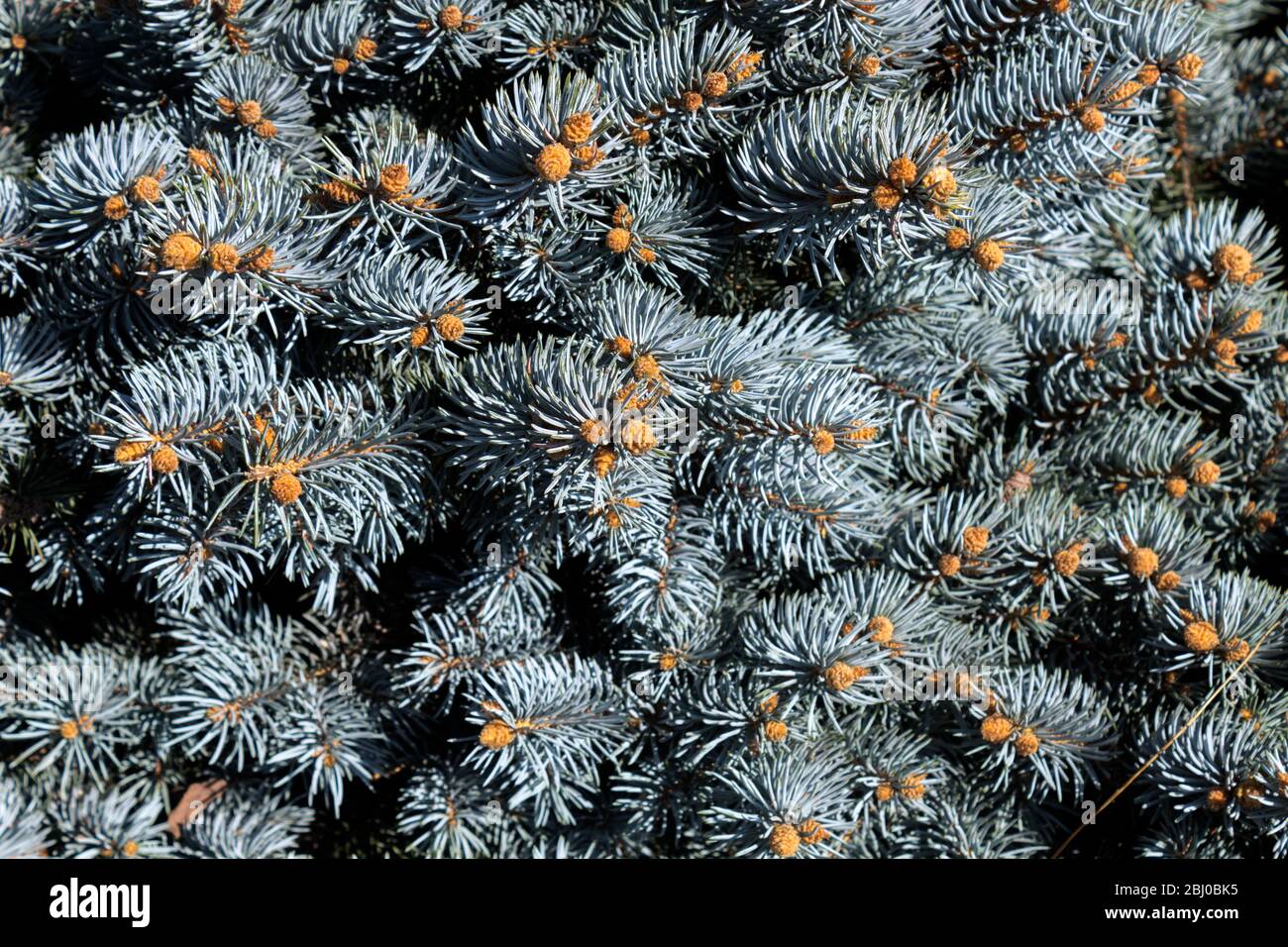 Background image with close up of colorado blue spruce needles and candles. Stock Photo