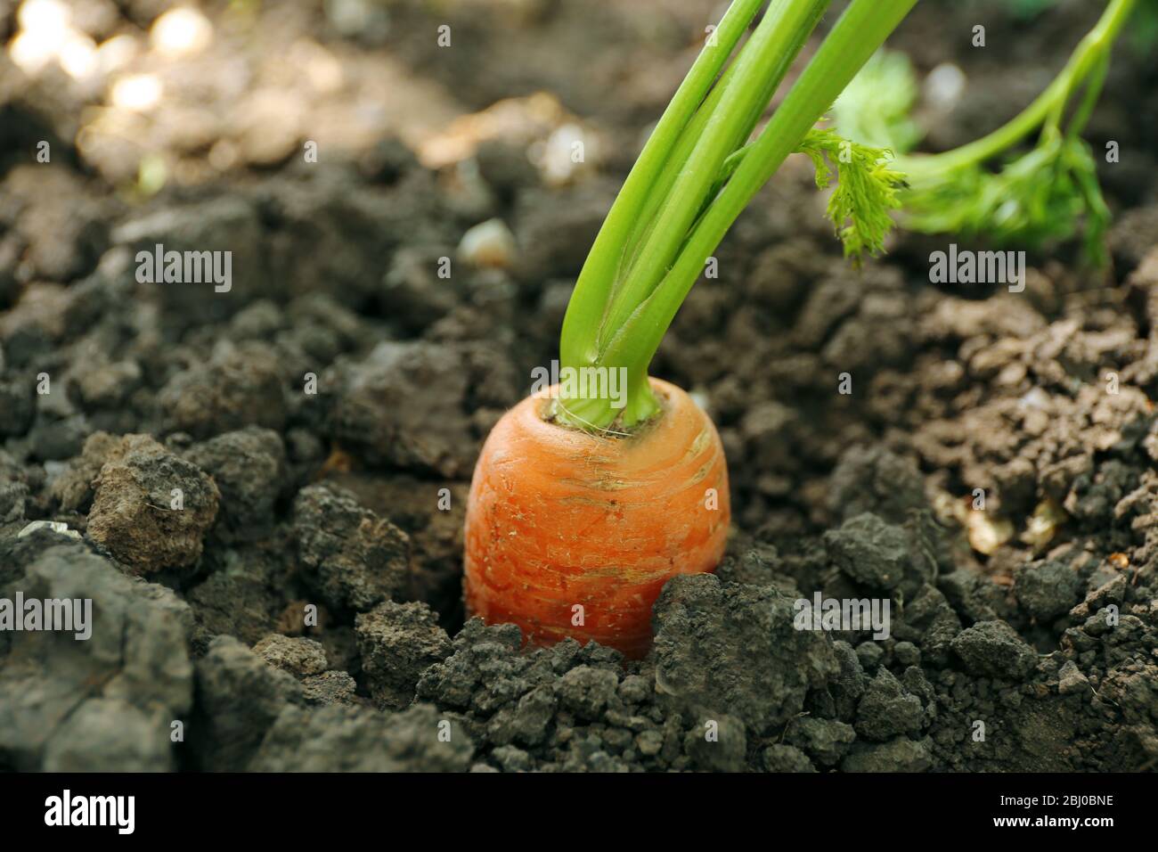 Carrot tops in soil hi-res stock photography and images - Alamy