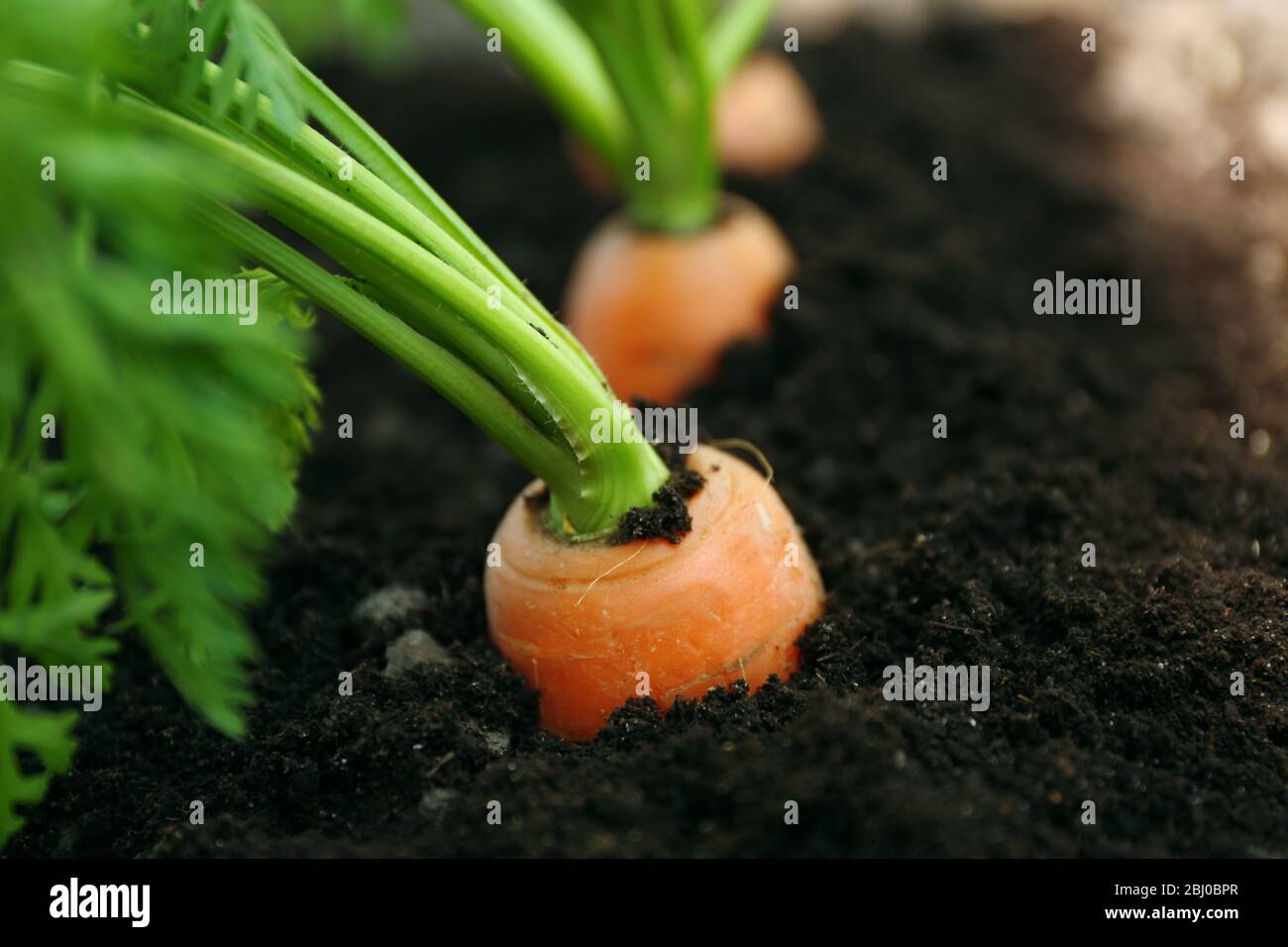 Carrots in soil hi-res stock photography and images - Alamy