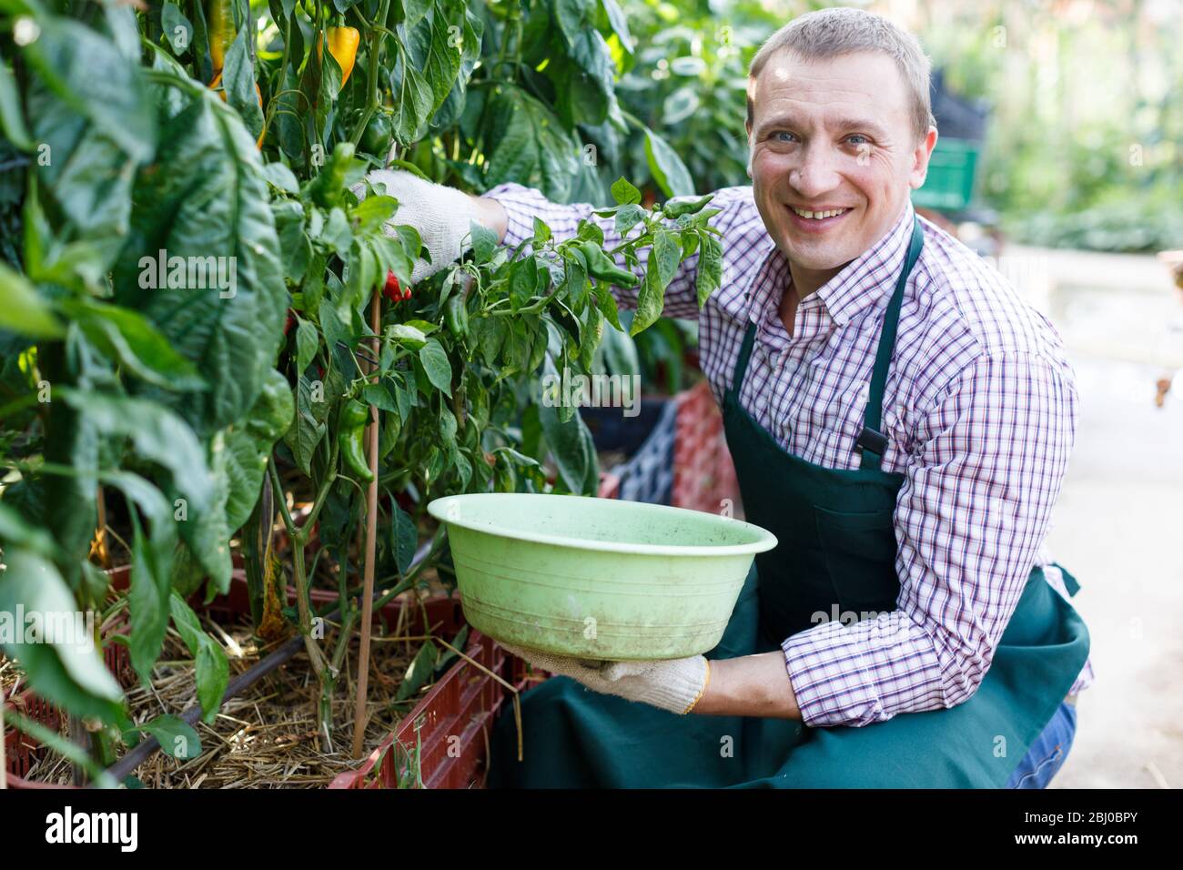 Portrait of adult worker examining pepper plants on organic plantation ...