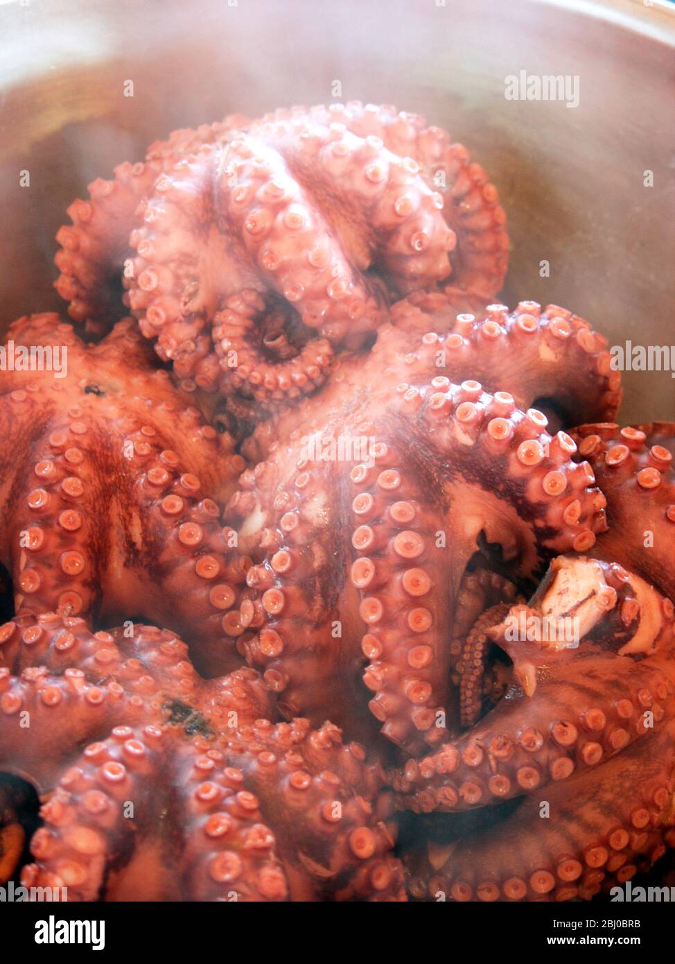 Steaming Italian octopus having been boiled - Stock Photo