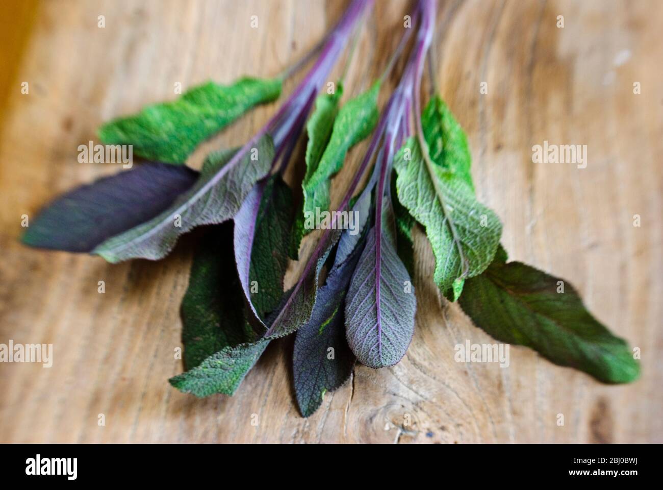 Freshly cut sprig of purple sage leaves on old wooden surface - Stock Photo