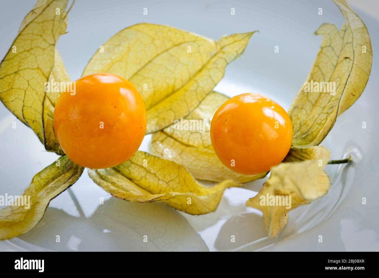 Two phthysalis fruits on white surface - Stock Photo