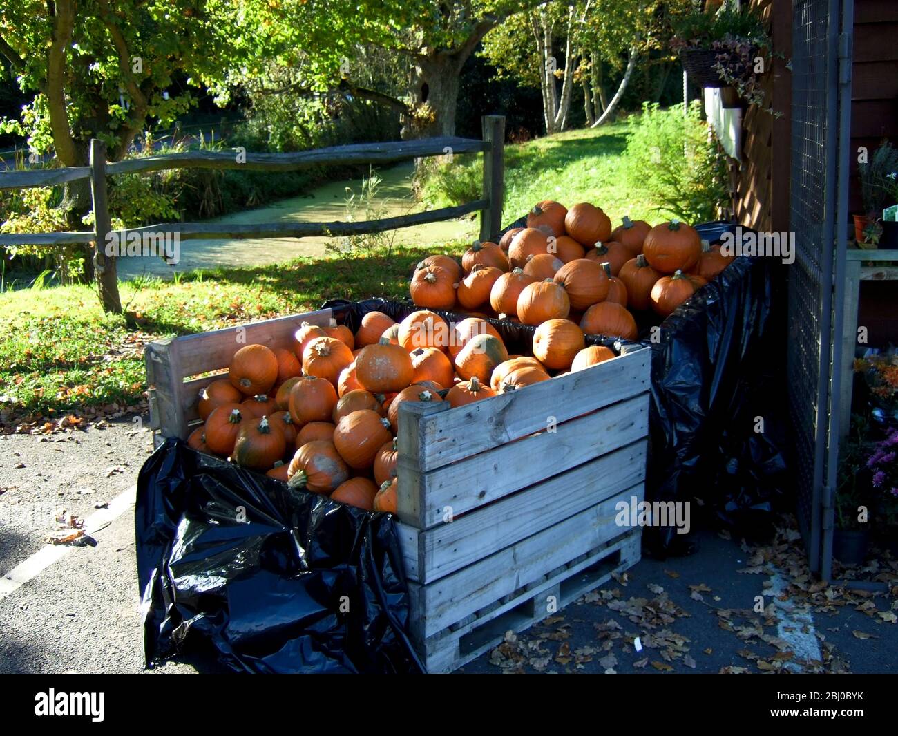 Large pile of pumpkins for sale outside country farm shop for hallowe'en - Stock Photo