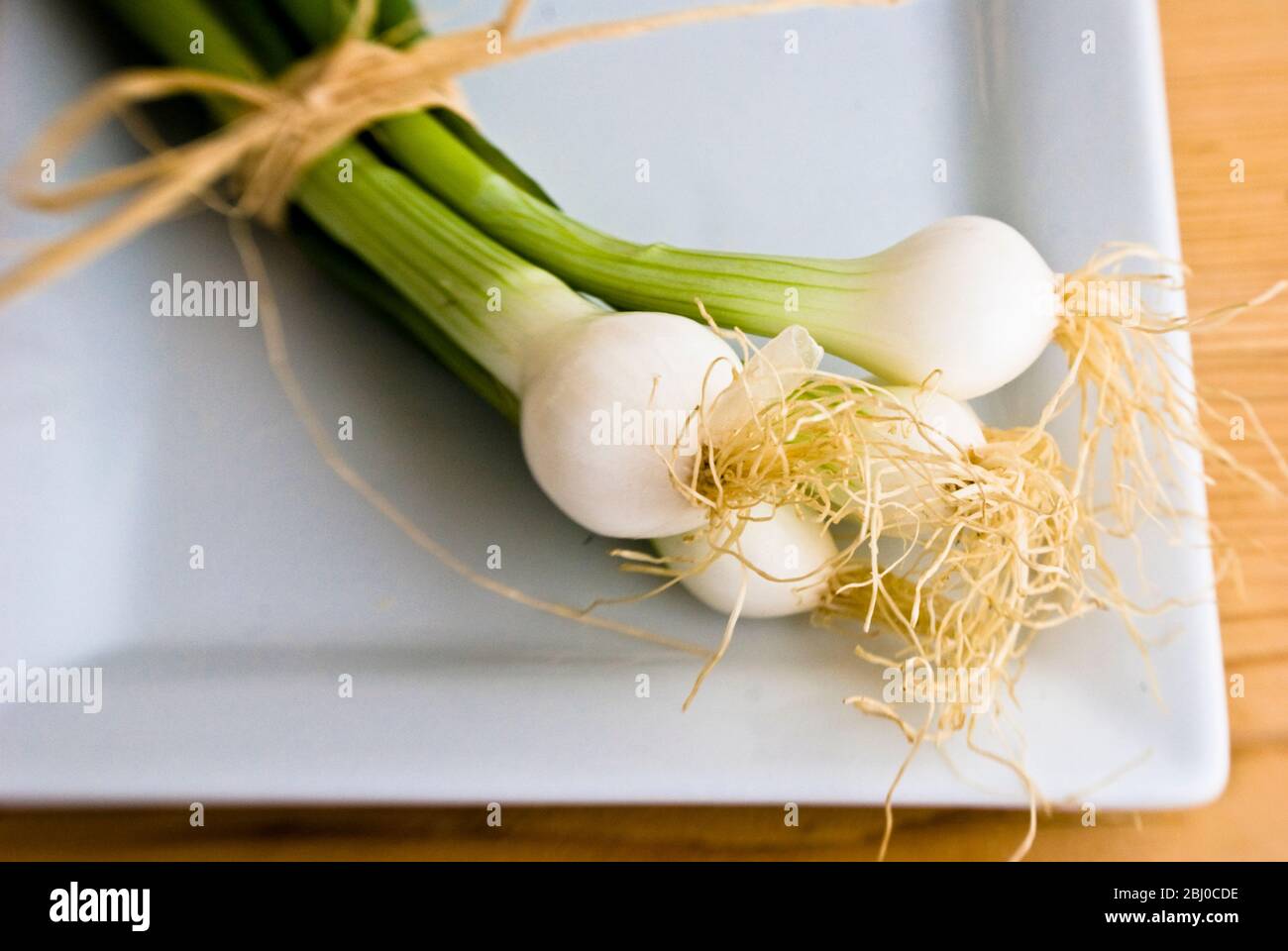Small bindle of fresh salad onions on white plate - Stock Photo