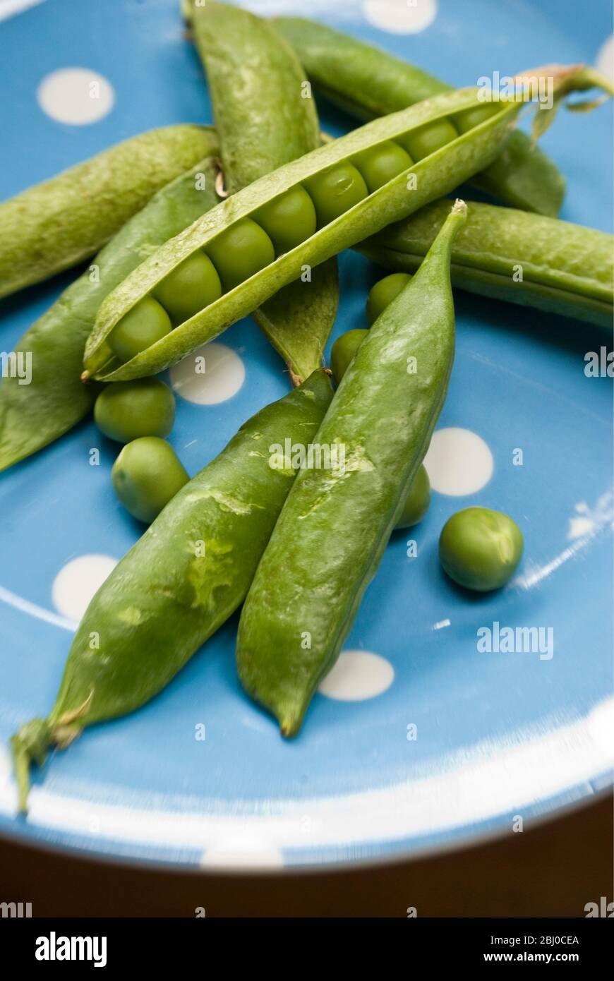 Fresh raw, garden peas, in pods and unpodded on blue and white spotted plate - Stock Photo