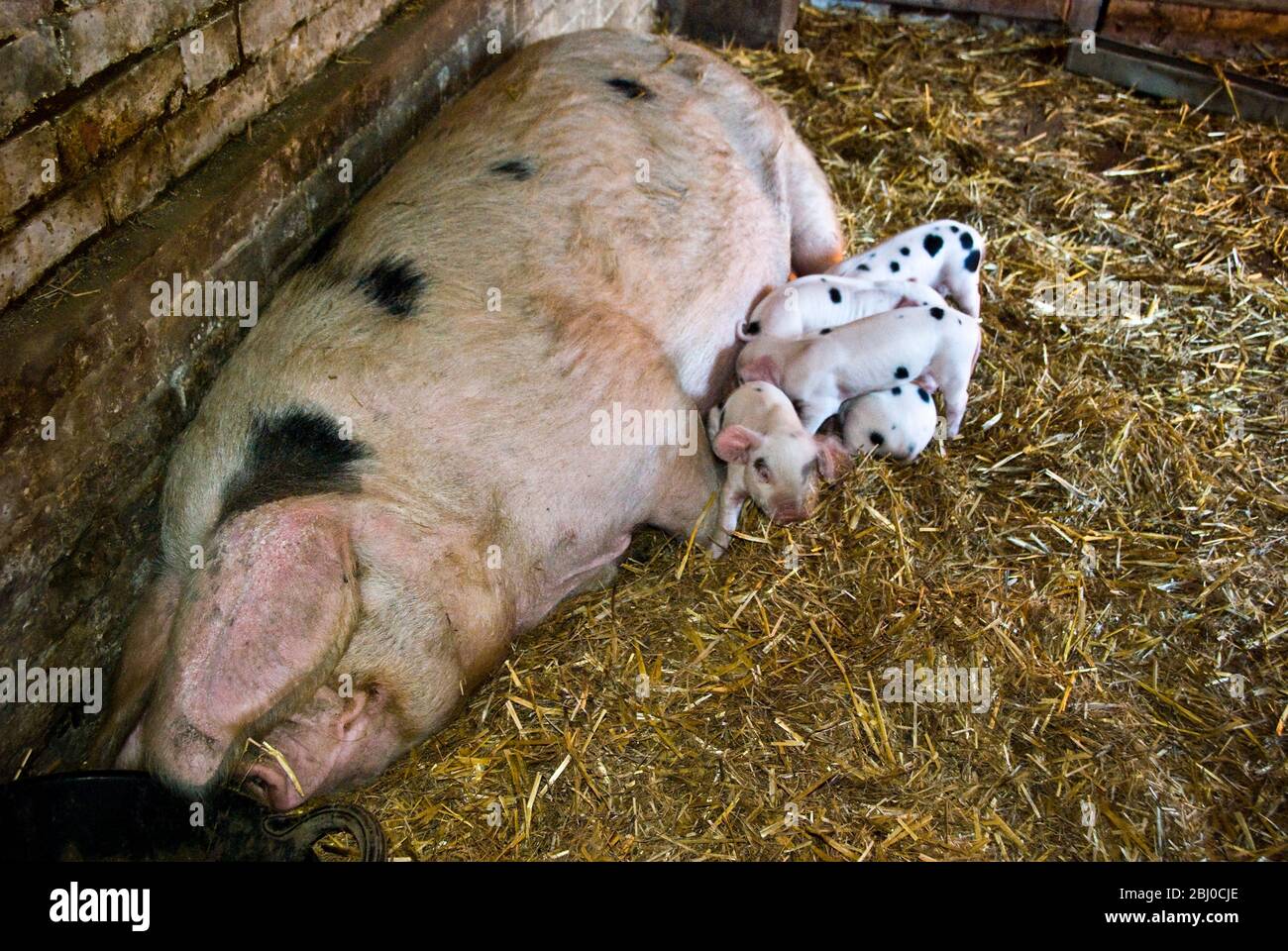 Betty the Gloucester Old Spot sow with her eight new piglets, four and a half days old. Kent UK - Stock Photo