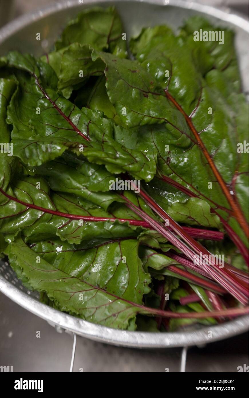 The leaves from freshly dug beetroot used as a delicious leafy vegetable - Stock Photo
