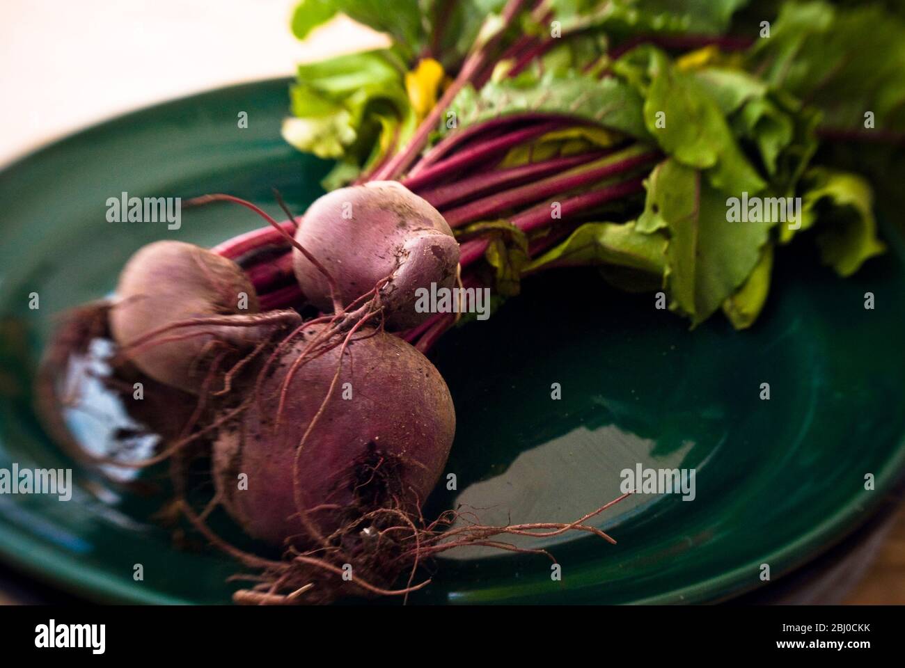 A bunch of freshly dug, whole beetroot on dark green plate. - Stock Photo