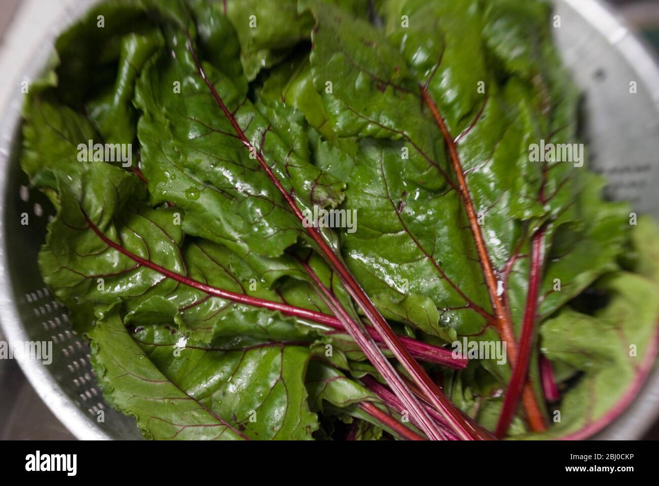 The leaves from freshly dug beetroot used as a delicious leafy vegetable - Stock Photo