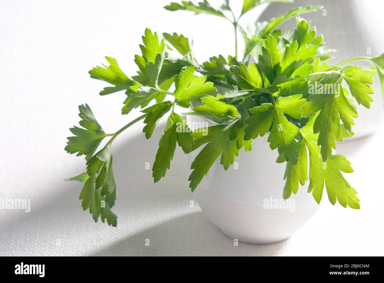 Bunch of flat parsley in small ceramic cup - Stock Photo