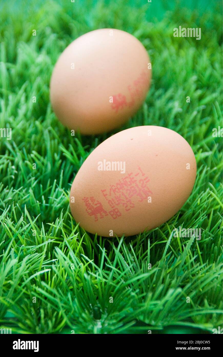 Two brown eggs on fake green plastic grass, stamped with British, lion egg mark - Stock Photo