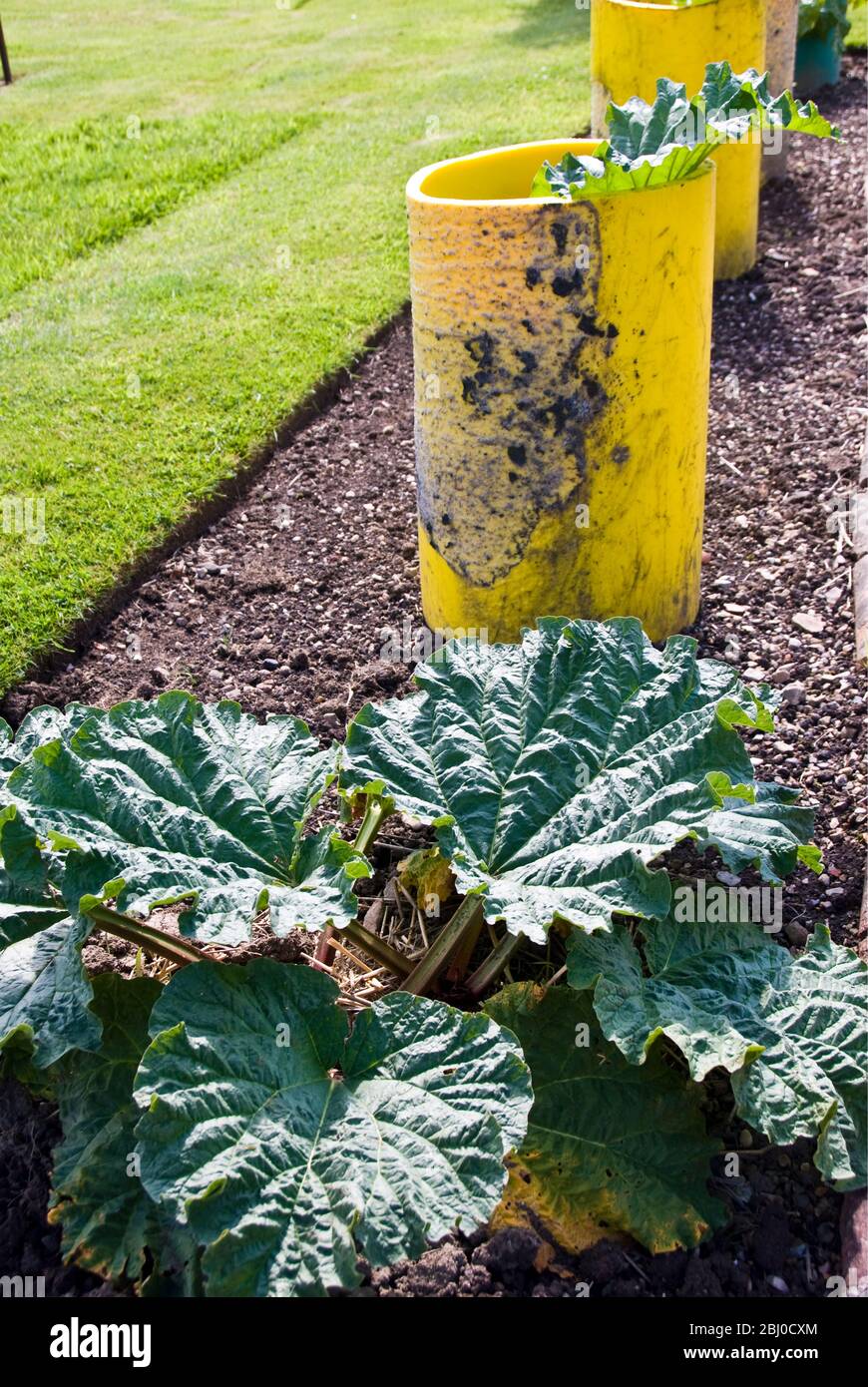 Rhubarb being grown with 'collars' to keep the stems paler and give them some protection - Stock Photo