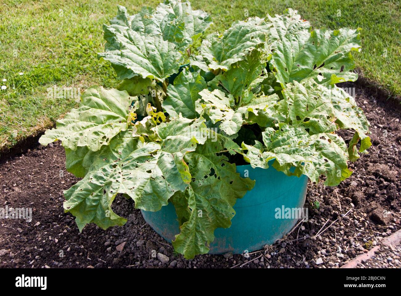 Rhubarb being grown with 'collars' to keep the stems paler and give them some protection - Stock Photo