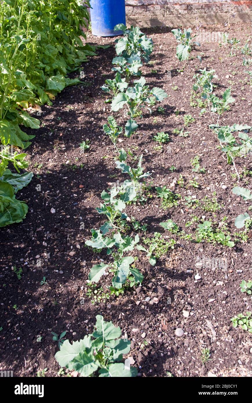 Row of young brassica plants growing in garden in Kent, UK - Stock Photo