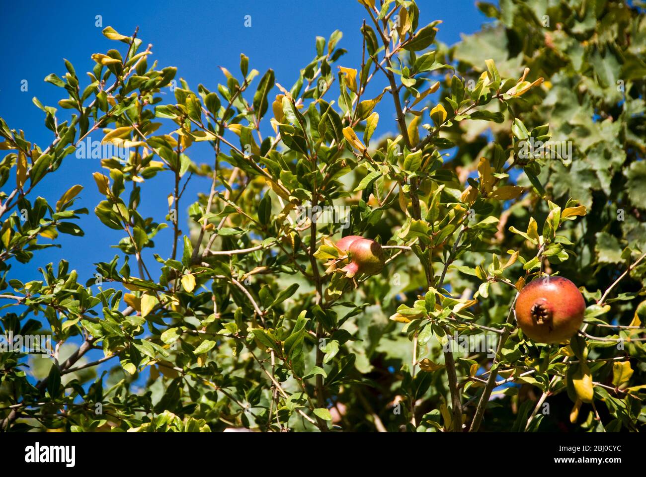 Pomegranates growing in trees in southern Cyprus, against bright blue sky - Stock Photo